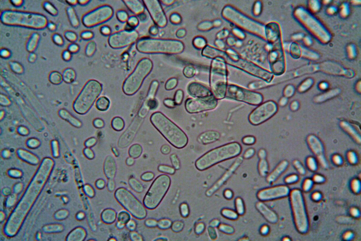 Close-up image of rod-shaped bacteria under a microscope, showcasing microscopic detail. cover